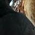 Гнездование Черный дятел Black Woodpecker