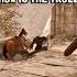 NOTHING DE AGGROS IN THIS GAME The Elder Scrolls IV Oblivion Remastered