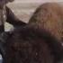 Bowhunt For Giant Buffalo Warrior Film Buffalo Hunt