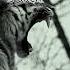 Talking Motivation Mindset Quotes Lion Tiger Wolf Successmotivation Facts Motivational