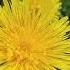 1 Dandelion кульбаба Diente De León タンポポ 蒲公英 الهندباء ดอกแดนด ไลอ น Nature Garden