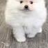 Мини шпиц купитьщенка щенок Puppy чпшпиц купитьшпица Shpitz минишпиц шпиц шпицмерле