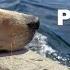 Calming Music For Dogs To Fall Asleep