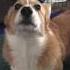 The Howling Corgi