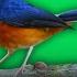 Lagu Master Murai Batu Isian Lovebird