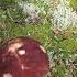 Желтые точки от слизней Yellow Dots From Slugs Sorts лес Forest белые