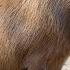 Ok I Pull Up Capybara