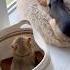 There S Someone Spying On My Puppy