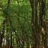 ЗВУКИ ПРИРОДЫ ПЕНИЕ ПТИЦ NATURE SOUNDS BIRDS SINGING RELAX MEDITATION