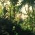 Звуки джунглей для сна Classic Jungle Sounds For Sleep