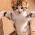 So Funny Cat Videos Cat Catvideos Catvideos Shorts Shortvideo Shortsfeed Short Ytshorts