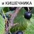 Смородина черная для сосудов и кишечника лекарственныетравы травы травник дикоросы