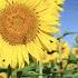 Very Beautiful Stunning Melody That Creates A Pleasant Feeling Of Easy Flight