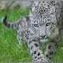 Snow Leopard The Ghost Of The Mountain
