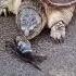 How Fast Is A Snapping Turtle S Bite