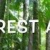 Rainforest Animals