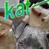 Kop Van De Kat