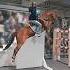 Единственная лошадь на которой я езжу XD Not Mine рекомендации Equestrian лошади Riding Sub