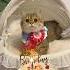Happy Birthday To My Little Princess Cat Birthday