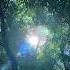 Солнце в ивах деревья Forest парк Relaxation Relaxingsounds Relaxshorts Shorts лето Forestsounds