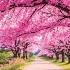 Gentle Music Calms The Nervous System And Pleases The Soul Healing Music For The Heart