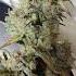 Rhino Ryder From 420 Fastbuds