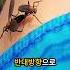 쌍으로 날아다니는 러브버그