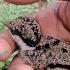 Cute Little Bird Vlog Trending Duet Love Pigeon Kabutar Vlog JAPUARABPETVLOG Petlover
