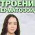 сперматозоид умскул биологияегэ биология жаннаказанская