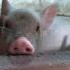 Pig Oink Sound Pig Farm
