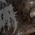 Infant Annihilator Blasphemian OFFICIAL MUSIC VIDEO