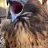 Құстардың қорқынышты дыбыстары Viral Birds Wow Scary рекомендации