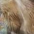 FUNNY CAPYBARA