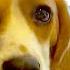 What Does A Beagle Feel Like
