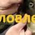 Диалоги о рыбалке 218 Ловля спиннингом как начиналось и как есть