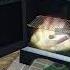 Predators PVE DayZ Часть 3