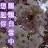 飄雪 陳慧嫻1991 Cantonesesongs 陳慧嫻 Songlyrics 粵語經典金曲 Priscillachan