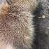 Мам купи Capibara капибара капибаратоп капибары Zoo Riga зоопарк литва Capibaras