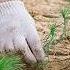 Reforestation Does Not Begin With Planting Trees