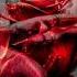 Roses Imanbek Remix Rlenix S Edit