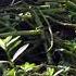Common Coot Breeding Video 1