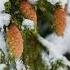 Amazing Wintertime Shots From All Over The World Relaxation Video Shorts Winter