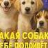 Как выбрать собаку по знаку зодиака знакизодиака собака собаки астрология гороскоп