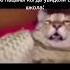 Критическое повреждение двигателя мем мемы Shortvideo Memes меме пон рек рекомендации