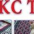 Забавный весёлый домашний кот Сфинкс Томас Животные в доме