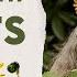 Simple Ways To Cultivate Kinship With Plants Robin Rose Bennett