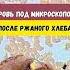 Кровь по микроскопом после Бездрожжевого ржаного хлеба эксперименты наука зож