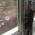 Весна пришла Чумачечая весна кошкиприколыюмор Cat