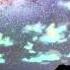 Fiona Apple Across The Universe