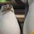 Top Secret World Of Penguins Of Madagascar Reporting For Duty Nickelodeon